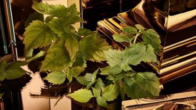 Dolce & Gabbana The One For Men Gold Eau de Parfum Intense 100ml