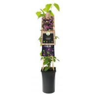 Grootbloemige Clematis Romantika 120 cm klimplant - thumbnail