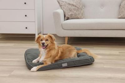 KERBL - Gevoerde vloermatras L - 80 x 60 x 6 cm - JEROME kussen - Donkergroen - KERBL - Gevoerde vloermatras L - 80 x 60 x 6 cm - JEROME kussen - Donkergroen -