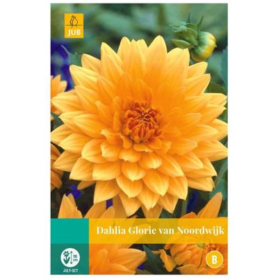 Dahlia pink petticoat