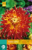 Dahlia Akita Bloembol JUB 1 bol - Jub - thumbnail
