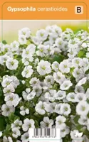 V.I.P.S. Gypsophylla cerastioides - gipskruid p9 - thumbnail