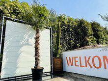 Olijfboom Olea Europaea - In bak 60x60 cm