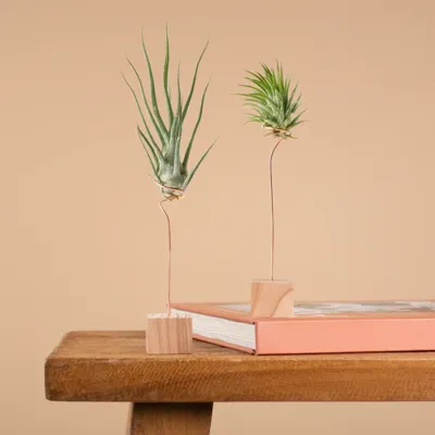 Luchtplantjes - airplant Duo Luchtplantjes - airplant Duo