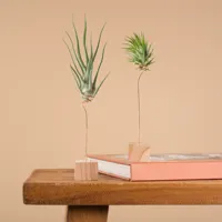 Luchtplantjes - airplant Duo - thumbnail