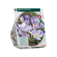 Herfstbloeiende krokus - thumbnail