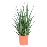Sansevieria Kirkii Friends (studentenplant) - P 19 cm - thumbnail