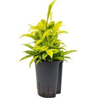 Dracaena surculosa mike hydrocultuur plant - thumbnail