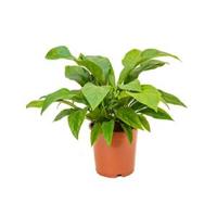 Anthurium jungle bush M kamerplant - thumbnail