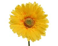 Kunstbloem Gerbera h50cm geel - thumbnail