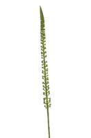 Donkey tail spray green 86 cm kunstbloem Emerald - Emerald - thumbnail