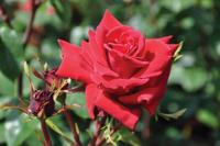 Rode Klimroos - thumbnail