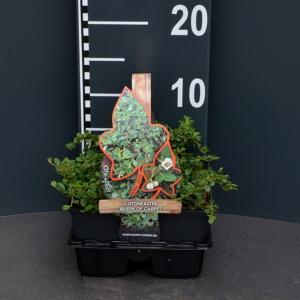 Dwergmispel (cotoneaster "Queen of Carpet") bodembedekker - 4-pack - 1 stuks Dwergmispel (cotoneaster "Queen of Carpet") bodembedekker - 4-pack - 1 stuks