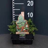 Dwergmispel (cotoneaster "Queen of Carpet") bodembedekker - 4-pack - 1 stuks - thumbnail