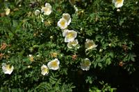 Bottelroos - thumbnail