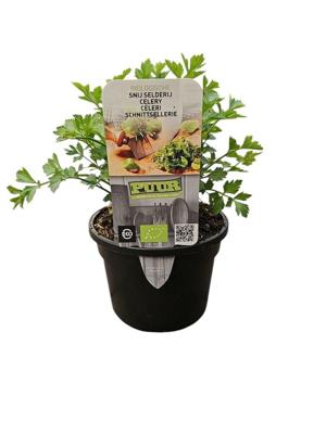 Puur Biologische snij selderij