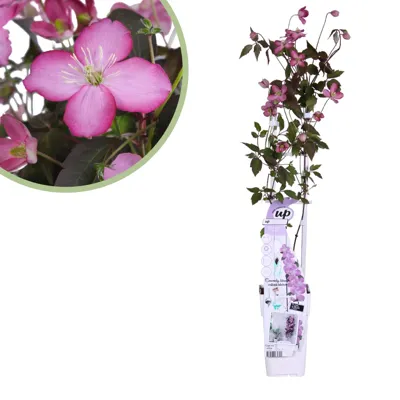 Clematis Montana Fincent - Bosrank - P15