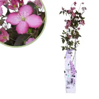 Clematis Montana Fincent - Bosrank - P15 - thumbnail