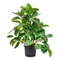 Ficus elastica robusta vertakt hydrocultuur plant - thumbnail
