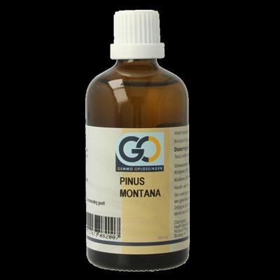 GO Pinus montana 100 Milliliter