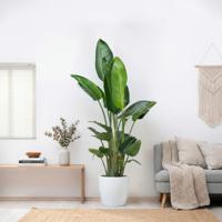 Strelitzia Nicolai XXL - Paradijsvogelplant - P35 - thumbnail