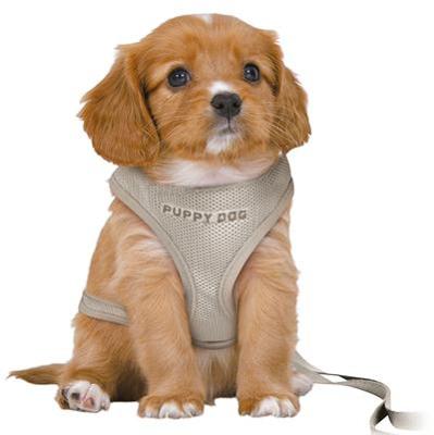 TRIXIE HONDENTUIG JUNIOR PUPPY SOFTTUIG MET RIEM LICHTGRIJS 36-50X1 CM / 2 MTR TRIXIE HONDENTUIG JUNIOR PUPPY SOFTTUIG MET RIEM LICHTGRIJS 36-50X1 CM / 2 MTR