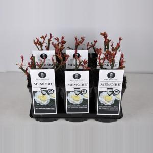 Grootbloemige roos (rosa "Memoire"®) - C3 - 1 stuks