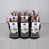 Grootbloemige roos (rosa "Memoire"®) - C3 - 1 stuks - thumbnail