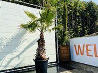 Palmboom - Washingtonia Robusta - thumbnail