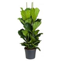 Ficus lyrata L2 kamerplant - thumbnail