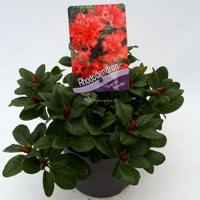 Rododendron (Rhododendron Repens "Scarlet Wonder") heester - 20-25 cm - 1 stuks - thumbnail