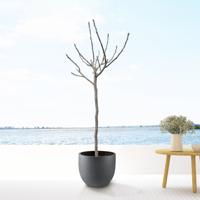 Ficus Carica - Grote Vijgenboom - P28 - thumbnail