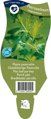 Platte peterselie kruid Petroselinum neapolitanum Griffioen - Griffioen