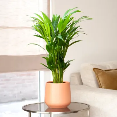 Areca Lutescens (Dypsis Lutescens) - P17