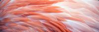 Schilderij -Flamingo veren, roze, Premium print (wanddecoratie) - thumbnail