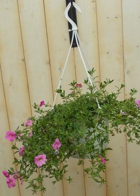 Hangplant Petunia Million Bells roze Warentuin Natuurlijk - Warentuin natuurlijk