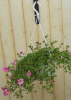Hangplant Petunia Million Bells roze Warentuin Natuurlijk - Warentuin natuurlijk - thumbnail