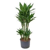 Dracaena janet lind torin hydrocultuur plant - thumbnail