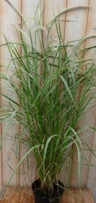 Groenwit gras GROOT 100 cm Warentuin Natuurlijk - Warentuin natuurlijk