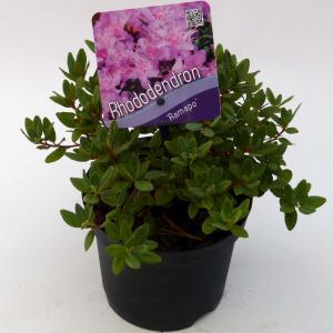 Dwerg rododendron (Rhododendron "Ramapo") heester - 15-20 cm - 8 stuks