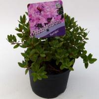 Dwerg rododendron (Rhododendron "Ramapo") heester - 15-20 cm - 8 stuks - thumbnail