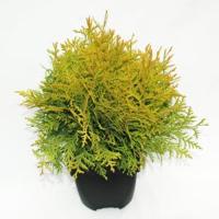 Westerse levensboom (Thuja occidentalis "Golden Globe") conifeer - thumbnail