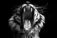 Afbeelding op acrylglas - Gapende Tijger - thumbnail