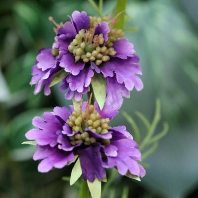 Scabiosa Kunstbloem 77cm Lavender