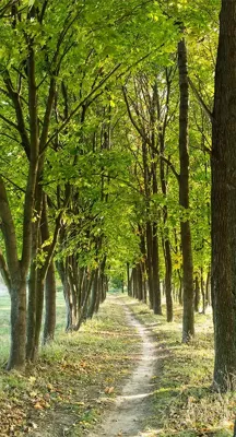 Alexsar Art Tuinschilderij bomenlaantje 130x70cm