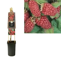 Klimplant Rubus Loganberry - Rode Bramen - thumbnail