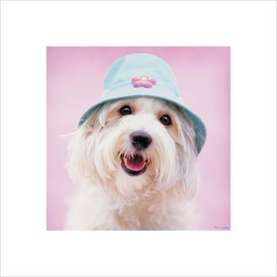 Kunstdruk Rachael Hale - Cindy 40x40cm Kunstdruk Rachael Hale - Cindy 40x40cm