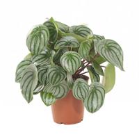 Watermeloenplant (Peperomia Argyreia) - P 15 cm - thumbnail