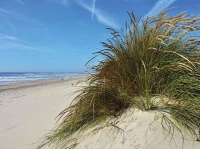 Strand met grasduin 70x50cm Tuinschilderij Customize-it - Customize it