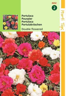 Zaden Portulaca dubbelbloemig gemengd Hortitops - Hortitops